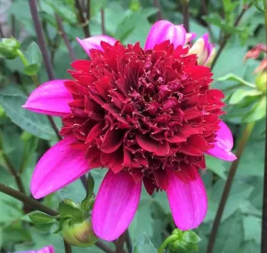 Poodle Skirt Dahlia Tuber - PDL