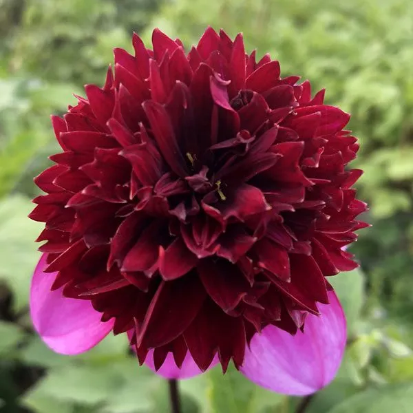Poodle Skirt Dahlia Tuber - PDL