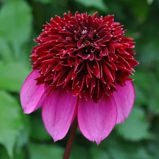 Poodle Skirt Dahlia Tuber - PDL