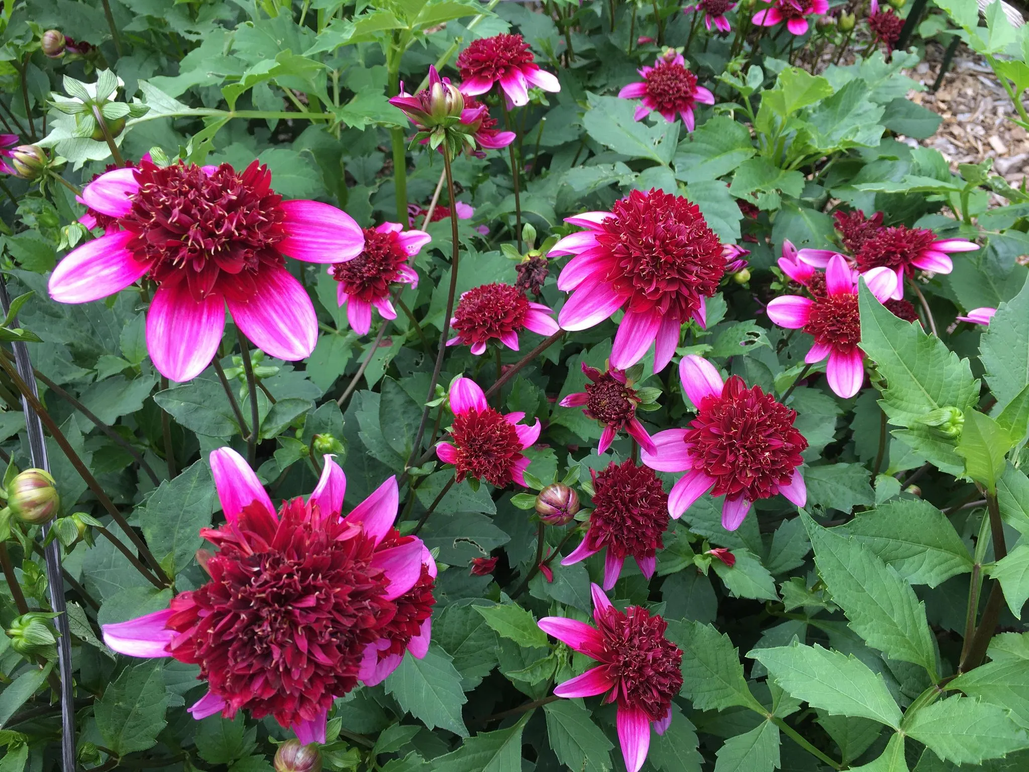 Poodle Skirt Dahlia Tuber - PDL